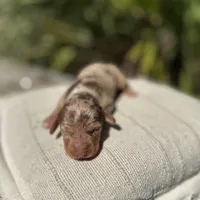 Oakley male Blue Eyes Chocolate and Tan dapple smooth coat) , a male Miniature Dachshund for sale in Ocala, FL – Photo 4 of 10