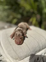 Oakley Chocolate and Tan dapple smooth coat) , a male Miniature Dachshund for sale in Ocala, FL – Photo 1 of 2