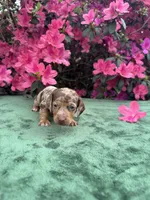 Oakley male Blue Eyes Chocolate and Tan dapple smooth coat) , a male Miniature Dachshund for sale in Ocala, FL – Photo 2 of 10