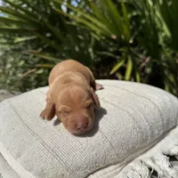 Honey (ee Red) (possible hidden dapple), a female Miniature Dachshund for sale in Ocala, FL – Photo 9 of 10