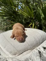 Honey (ee Red), a female Miniature Dachshund for sale in Ocala, FL – Photo 3 of 4