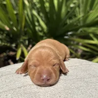 Honey (ee Red) (possible hidden dapple), a female Miniature Dachshund for sale in Ocala, FL – Photo 7 of 10