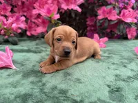 Honey (ee Red) (possible hidden dapple), a female Miniature Dachshund for sale in Ocala, FL – Photo 2 of 10