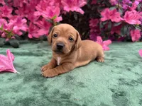 Honey (ee Red) (possible hidden dapple), a female Miniature Dachshund for sale in Ocala, FL – Photo 1 of 10