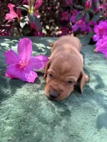 Honey (ee Red) (possible hidden dapple), a female Miniature Dachshund for sale in Ocala, FL – Photo 6 of 10