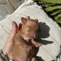 Honey (ee Red) (possible hidden dapple), a female Miniature Dachshund for sale in Ocala, FL – Photo 10 of 10