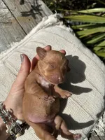 Honey (ee Red), a female Miniature Dachshund for sale in Ocala, FL – Photo 4 of 4