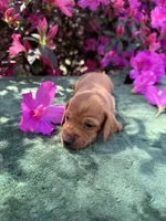 Honey (ee Red) (possible hidden dapple), a female Miniature Dachshund for sale in Ocala, FL – Photo 4 of 10