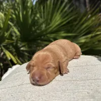 Honey (ee Red) (possible hidden dapple), a female Miniature Dachshund for sale in Ocala, FL – Photo 8 of 10
