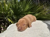 Honey (ee Red), a female Miniature Dachshund for sale in Ocala, FL – Photo 2 of 4