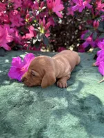 Honey (ee Red) (possible hidden dapple), a female Miniature Dachshund for sale in Ocala, FL – Photo 5 of 10
