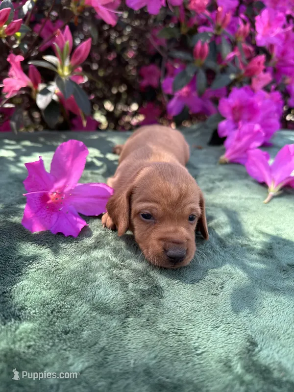 Honey (ee Red) – Miniature Dachshund puppy for sale in Ocala, FL