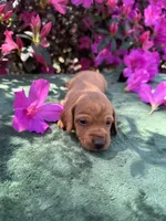 Honey (ee Red) (possible hidden dapple), a female Miniature Dachshund for sale in Ocala, FL – Photo 3 of 10