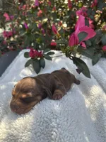 Teddy - Chocolate and tan male smooth coat , a male Miniature Dachshund for sale in Ocala, FL – Photo 3 of 6