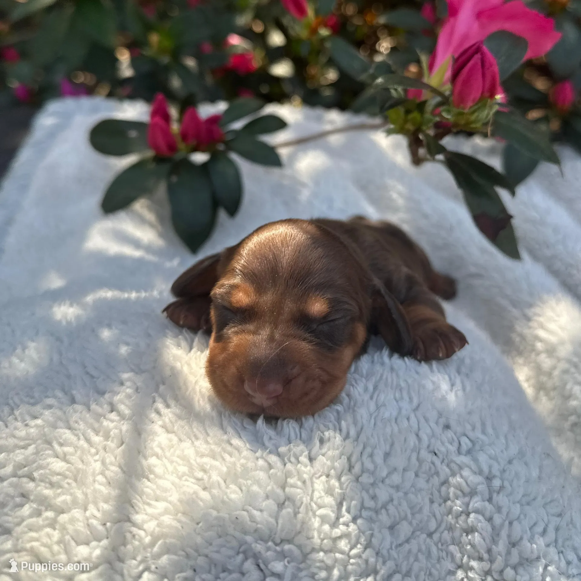 Teddy - Chocolate and tan male smooth coat  – Miniature Dachshund puppy for sale in Ocala, FL