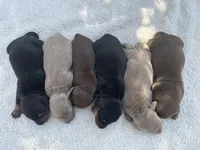 Laila, a female Miniature Dachshund for sale in Ocala, FL – Photo 4 of 4