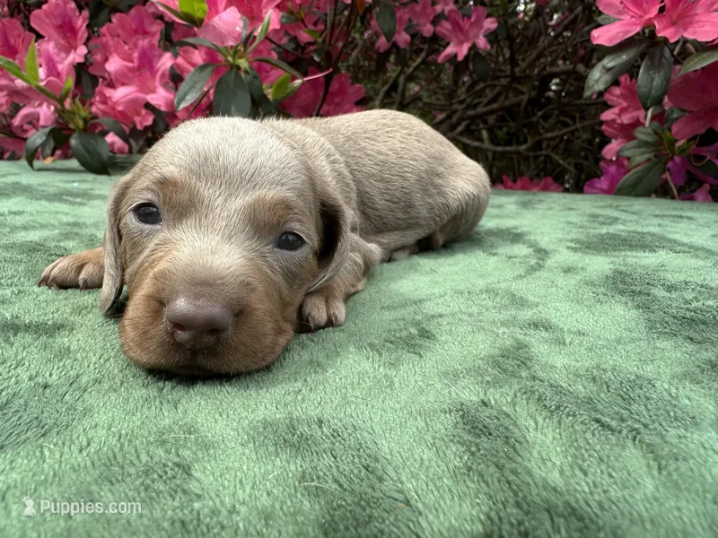 Laila- Female Smooth Coat Isabella and Tan  – Miniature Dachshund puppy for sale in Ocala, FL