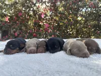 Laila, a female Miniature Dachshund for sale in Ocala, FL – Photo 3 of 4