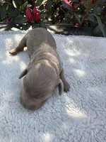 Laila, a female Miniature Dachshund for sale in Ocala, FL – Photo 2 of 4