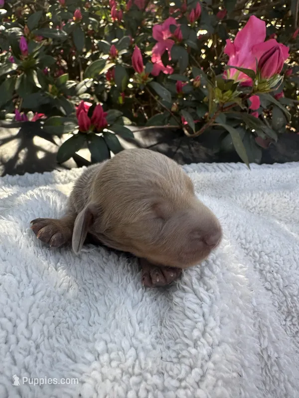 Laila, a female Miniature Dachshund for sale in Ocala, FL – Photo 1 of 4