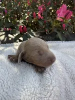 Laila, a female Miniature Dachshund for sale in Ocala, FL – Photo 1 of 4