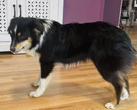 OZZY, a male Miniature Australian Shepherd for sale in Morehead, KY – Photo 8 of 10