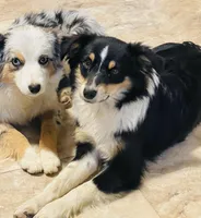 OZZY, a male Miniature Australian Shepherd for sale in Morehead, KY – Photo 9 of 10