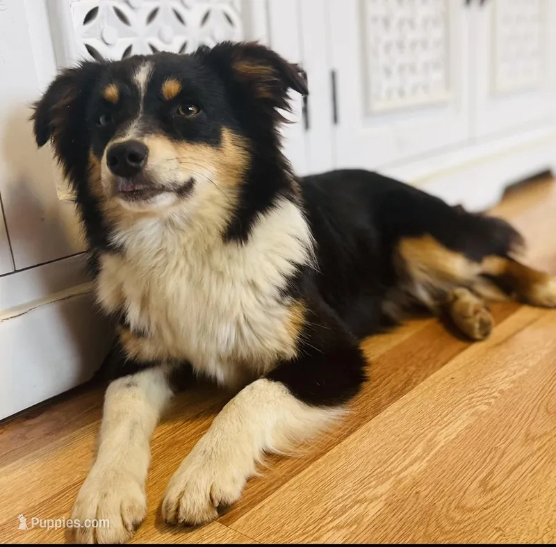 OZZY, a male Miniature Australian Shepherd for sale in Morehead, KY – Photo 1 of 10