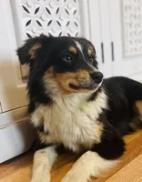 OZZY, a male Miniature Australian Shepherd for sale in Morehead, KY – Photo 5 of 10