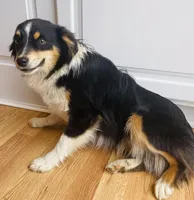 OZZY, a male Miniature Australian Shepherd for sale in Morehead, KY – Photo 4 of 10