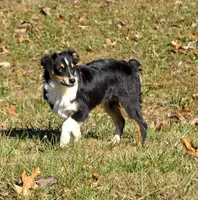 OZZY, a male Miniature Australian Shepherd for sale in Morehead, KY – Photo 10 of 10