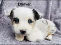 Denver, a male Miniature Australian Shepherd for sale in Morehead, KY – Photo 5 of 8