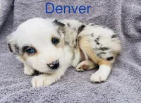 Denver, a male Miniature Australian Shepherd for sale in Morehead, KY – Photo 8 of 8