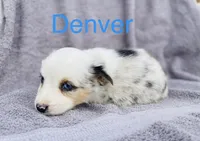 Denver, a male Miniature Australian Shepherd for sale in Morehead, KY – Photo 4 of 8