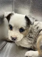 Denver, a male Miniature Australian Shepherd for sale in Morehead, KY – Photo 1 of 8