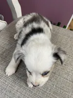 Denver, a male Miniature Australian Shepherd for sale in Morehead, KY – Photo 2 of 8