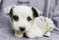 Denver, a male Miniature Australian Shepherd for sale in Morehead, KY – Photo 6 of 8