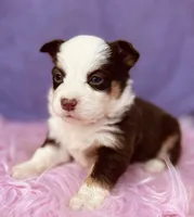 Ruby, a female Pembroke Welsh Corgi for sale in Morehead, KY – Photo 2 of 10