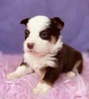 Ruby, a female Pembroke Welsh Corgi for sale in Morehead, KY – Photo 9 of 10