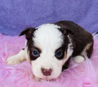 Ruby, a female Pembroke Welsh Corgi for sale in Morehead, KY – Photo 4 of 10