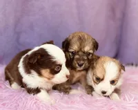 Ruby, a female Pembroke Welsh Corgi for sale in Morehead, KY – Photo 10 of 10