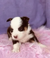 Ruby, a female Pembroke Welsh Corgi for sale in Morehead, KY – Photo 5 of 10