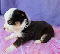 Ruby, a female Pembroke Welsh Corgi for sale in Morehead, KY – Photo 6 of 10