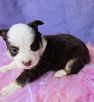 Ruby, a female Pembroke Welsh Corgi for sale in Morehead, KY – Photo 3 of 10