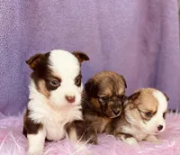 Ruby, a female Pembroke Welsh Corgi for sale in Morehead, KY – Photo 8 of 10