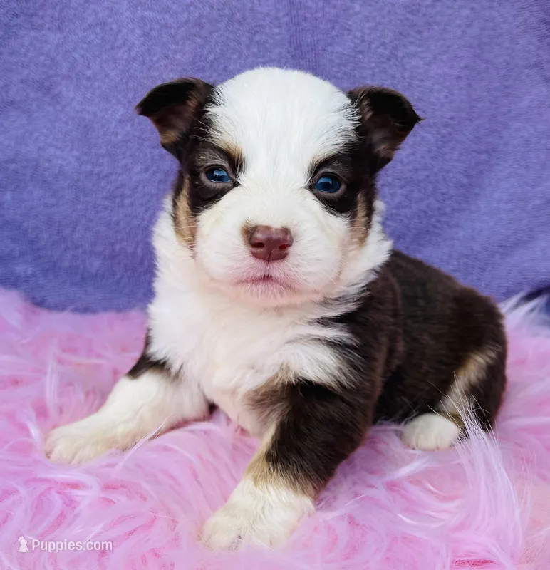 Ruby, a female Pembroke Welsh Corgi for sale in Morehead, KY – Photo 1 of 10