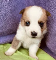 Henry, a male Pembroke Welsh Corgi for sale in Morehead, KY – Photo 9 of 10