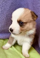 Henry, a male Pembroke Welsh Corgi for sale in Morehead, KY – Photo 6 of 10