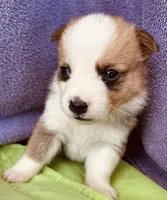 Henry, a male Pembroke Welsh Corgi for sale in Morehead, KY – Photo 3 of 10