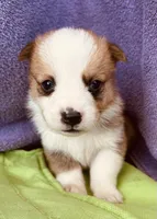 Henry, a male Pembroke Welsh Corgi for sale in Morehead, KY – Photo 2 of 10